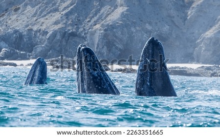 California Gray Whales gather during the winter months in large numbers in the bays along the Pacific side of Baja California.  The rare photo of three whales spyhopping--I call The Three Amigos. Royalty-Free Stock Photo #2263351665