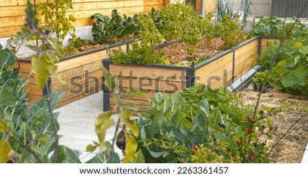 Beautiful permaculture raised bed garden with flourishing veggies and herbs. Modern raised-bed gardening for production and growth of healthy organic vegetables and aromatic spices in home backyard. Royalty-Free Stock Photo #2263361457