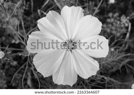 Close-up white cosmic flower for publication, design, poster, calendar, post, screensaver, wallpaper, postcard, banner, cover, website. Gray tones colors. High quality photography