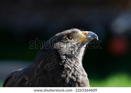 Portrait of a golden eagle (Aquila chrysaetos) with natural green background.