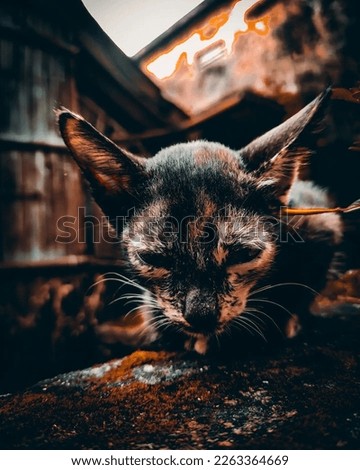 A CUTE CAT SITTING ON A WALL