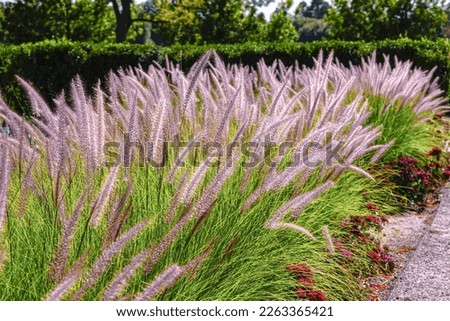 A pretty patch of blooming Fountain Grass at Washington Park Flower Gardens in Denver, Colorado. Royalty-Free Stock Photo #2263365421