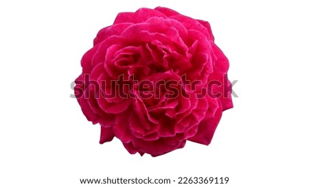 pink red rose flower isolated on white background. Red bright color. Royalty-Free Stock Photo #2263369119