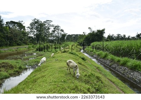 Landscape expanse of grass with sheep