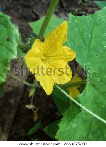 flowering cucumber plant, horticultural plant. stock photo agriculture theme.