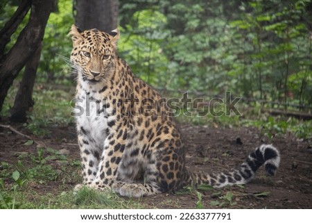 Adult leopard sitting in a zoo