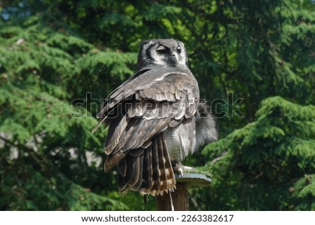 Owls are birds of prey that are known for their unique appearance and with their large eyes and silent flight, they have fascinated humans for centuries and continue to be a subject of admiration.