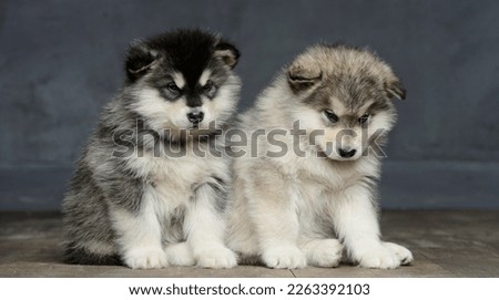 two Malamutes on a gray background
