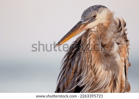 Portrait of a Great blue heron in the evening time before sunset, windy day, pink sky on the background.