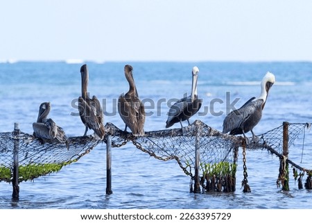Many brown pelicans are resting on the wooden poles in the water with fishing nets on them. Blue sea on the background.