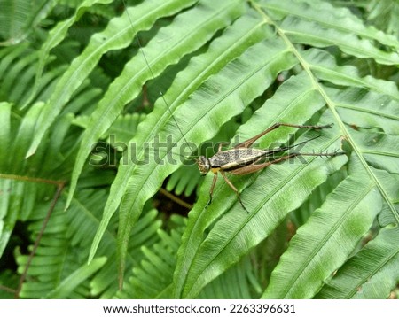 a cricket is standing on a leaf in the morning Royalty-Free Stock Photo #2263396631