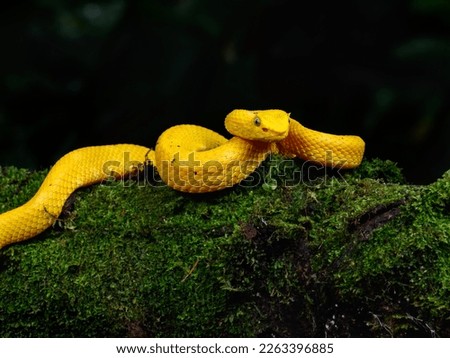 Eyelash Viper snake at night in tropical rainforest in Costa Rica