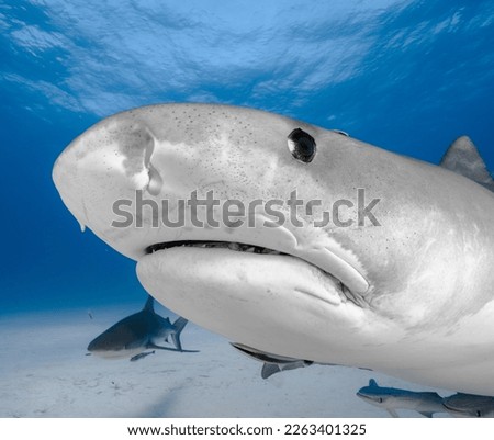 Tiger Shark Head on Up Close in Clear Blue Water in The Bahamas Royalty-Free Stock Photo #2263401325