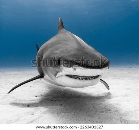 Tiger Shark Head on Up Close in Clear Blue Water in The Bahamas Royalty-Free Stock Photo #2263401327