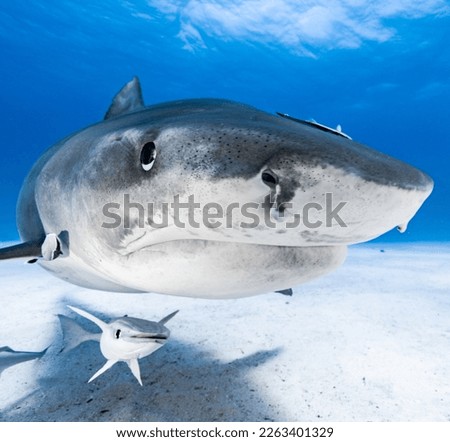 Tiger Shark Head on Up Close in Clear Blue Water in The Bahamas Royalty-Free Stock Photo #2263401329