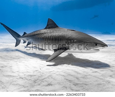 Tiger Shark Up Close Full Body Shot.  Stripes showing in clear blue water with white sandy bottom.  Photo taken in The Bahamas. Royalty-Free Stock Photo #2263403733