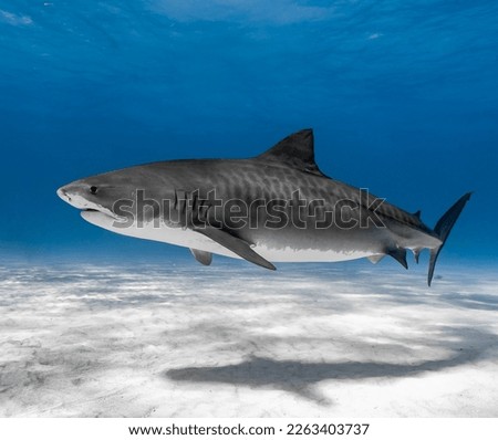 Tiger Shark Up Close Full Body Shot.  Stripes showing in clear blue water with white sandy bottom.  Photo taken in The Bahamas. Royalty-Free Stock Photo #2263403737