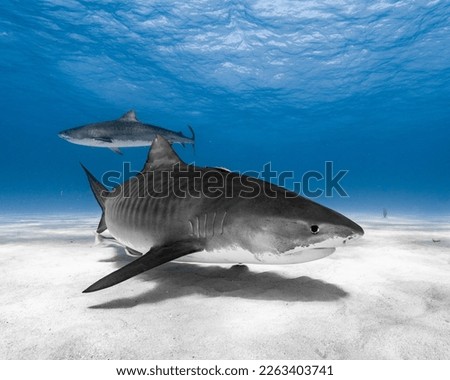 Tiger Shark Up Close Full Body Shot.  Stripes showing in clear blue water with white sandy bottom.  Photo taken in The Bahamas. Royalty-Free Stock Photo #2263403741