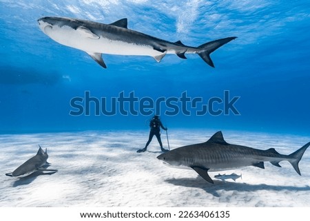Divers Surrounded by Sharks in The Bahamas.  Tiger Sharks and Reef Sharks swim around divers in clear blue water during a shark dive. Royalty-Free Stock Photo #2263406135