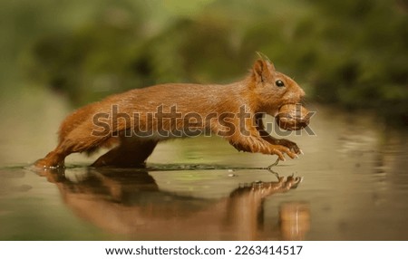 shot of a red squirrel with a nut running