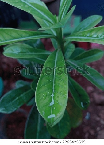 Frangipani flower leaves soaked in rainwater