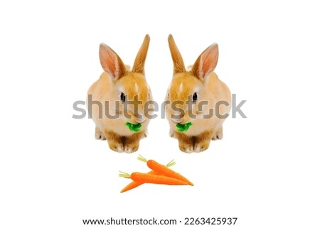 Two rabbits eating green grass and carrots
