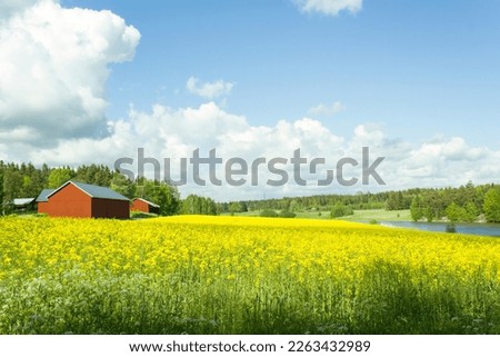 Yellow blooming rapeseed field. Red barns. Landscape from Raisio Finland. Royalty-Free Stock Photo #2263432989