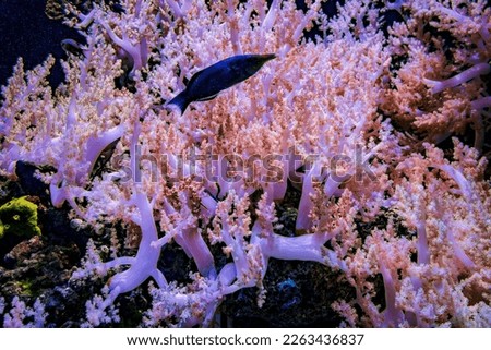 Fish swim among the coral in an aquarium