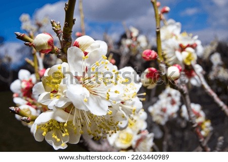 White plum blossoms are in bloom in the plum garden.
It is a close-up photo of White plum blossoms.
Scientific name is Prunus mume.English name is Japanese apricot. Royalty-Free Stock Photo #2263440989
