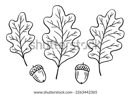 Hand-drawn oak leaves and acorns