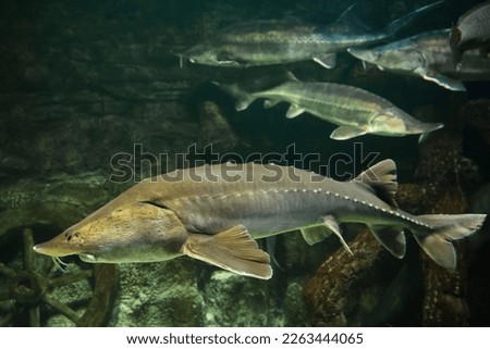 Sturgeon fish (kaluga, beluga) swim at the bottom of the aquarium. Fish underwater. Royalty-Free Stock Photo #2263444065