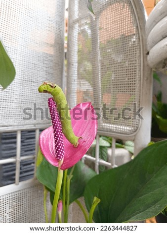 Defocused picture of caterpillar or Diaphania indica S climbing a pink flower