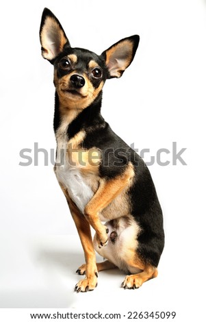 Mini Pincher Dog Royalty-Free Stock Photo #226345099