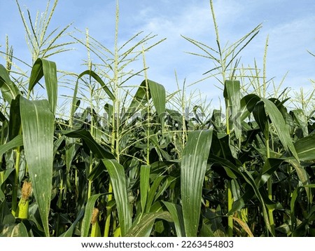 green corn field in plantation. the agricultural land of a green corn farm