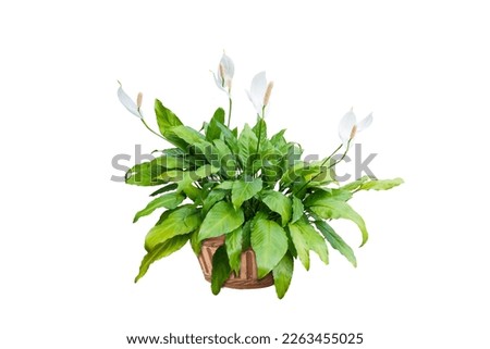 flower pot and Green tree decoration isolated on white background.