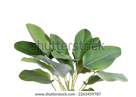 Shady plant isolated on white background.