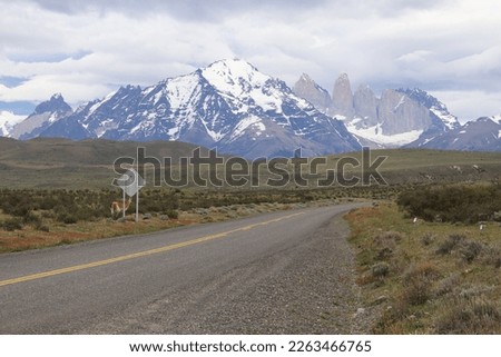 Selective focus, narrow depth of field Guanaco South America Chile Patagonia Puerto Natalaes