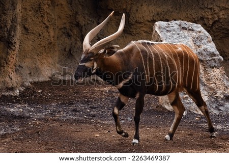 Full body shot of a bongo with rocky background.