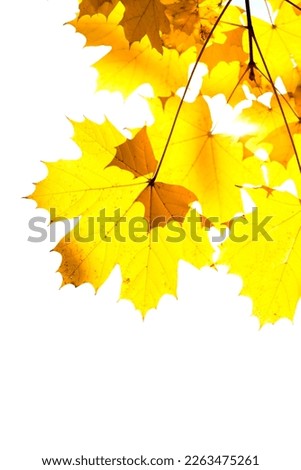 Autumn frame with falling leaves . Autumn leaves border. Colorful autumn illustration. Autumn falling leaves picture. Colorful falling leaves illustration
