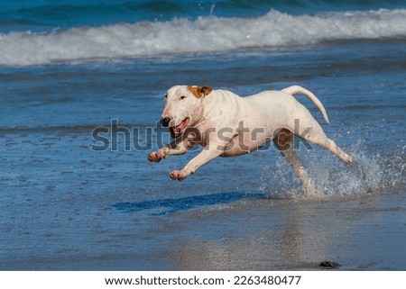 Bull Terrier dog bounding through the shallow water on the beach. Royalty-Free Stock Photo #2263480477