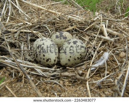 Bird nest guide. Little gull (Larus minutus) nest, Colony on a sandy island, which is unusual, but fresh water. The Gulf of Finland. Baltic Sea Royalty-Free Stock Photo #2263483077