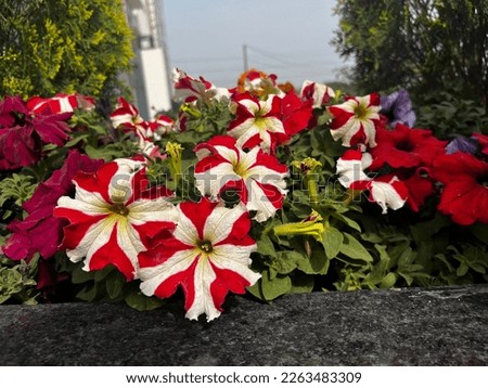 Beautiful falcon red white flowers blooming in garden,
Petunia surfinia red star red and white flowers