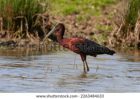 big water bird feeding in the pond, Glossy Ibis, Plegadis falcinellus	