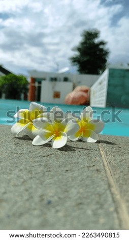 beautiful white frangipani flowers fall by the pool