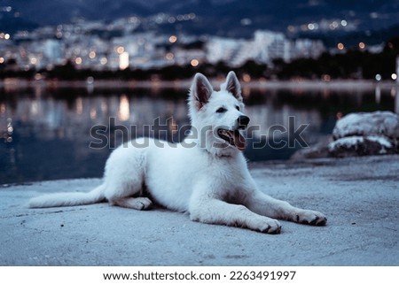 Picture of a cute dog after sunset