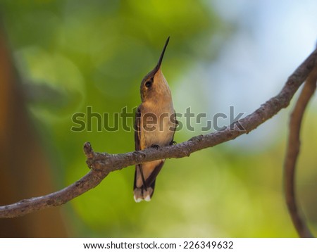 Posing Hummingbird
