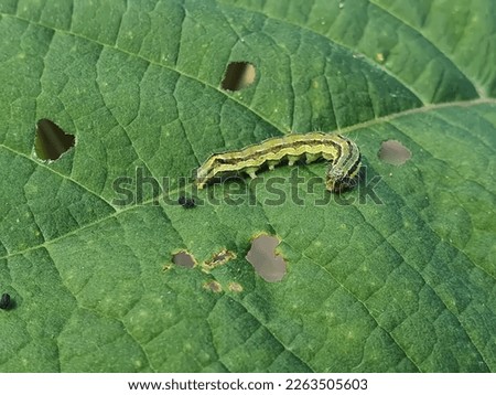 Close up on a caterpillar of cotton bollworm or corn earworm, feeding on a leaf. Helicoverpa armigera larva eating paulownia leaves. Agricultural pest. Insects crop damage. Royalty-Free Stock Photo #2263505603
