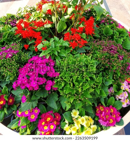 Beautiful mix sarp colorful  flower in the stock...