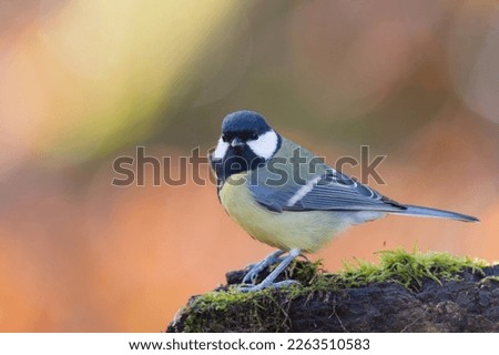 A cute great tit sitting on the tree stump. Titmouse in the nature habitat. Parus major. Wildlife scene with a songbird.