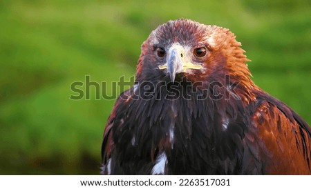 Eagle picture | NATURE | Bird